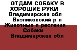 ОТДАМ СОБАКУ В ХОРОШИЕ РУКИ  - Владимирская обл., Вязниковский р-н Животные и растения » Собаки   . Владимирская обл.